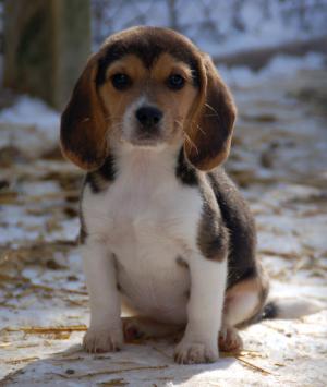 AKCBeaglePuppies